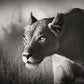 FIERCE