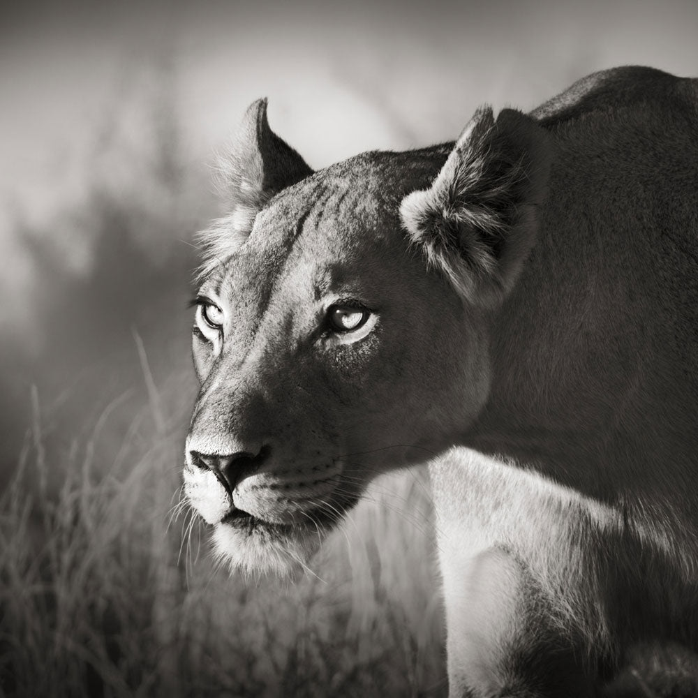 FIERCE