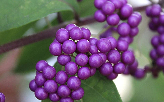 COSMIC BERRY
