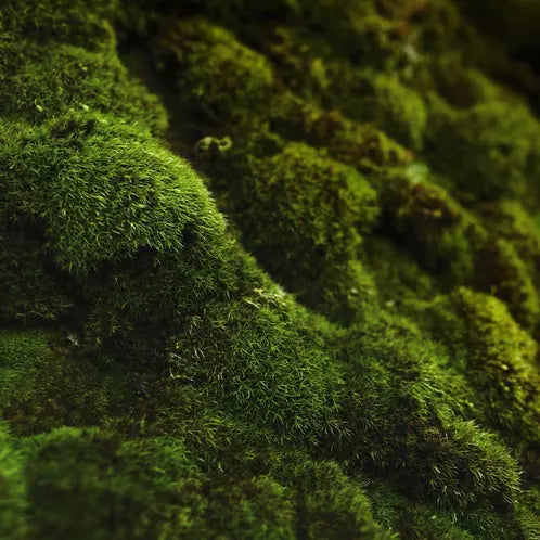 OAKMOSS & AMBER